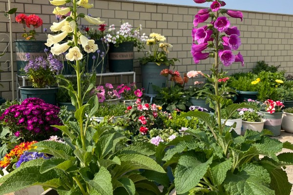 毛地黄的耐寒温度，可以忍耐-15℃的低温