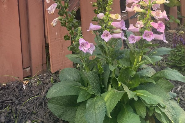 毛地黄的耐寒温度，可以忍耐-15℃的低温