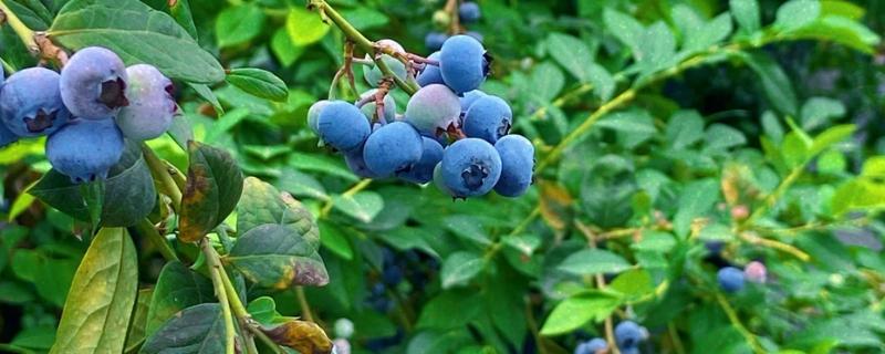 蓝莓是否种两棵才能结果，部分品种能够自花授粉结果
