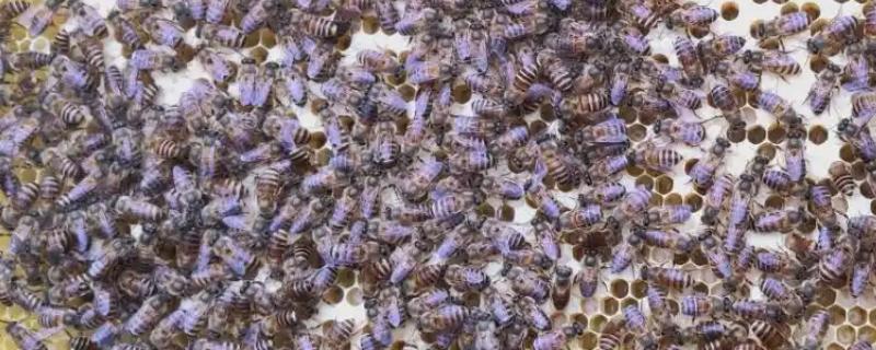 巢虫的防治方法，用油灰封闭蜂箱的缝隙可以有效预防