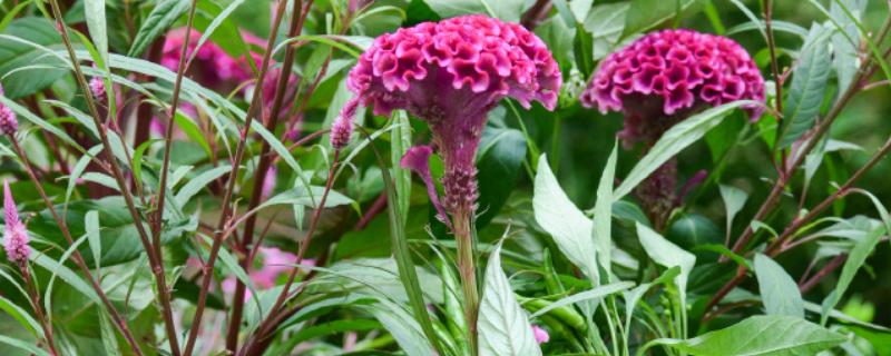 鸡冠花如何越冬，要将其搬入室内进行保暖