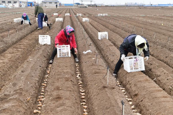 姜发芽了能种植吗，可以种植