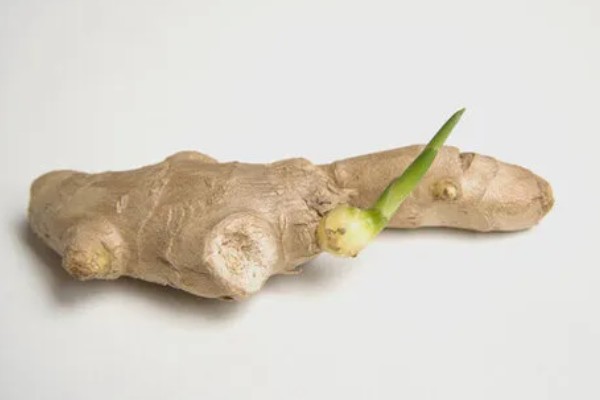姜发芽了能种植吗，可以种植