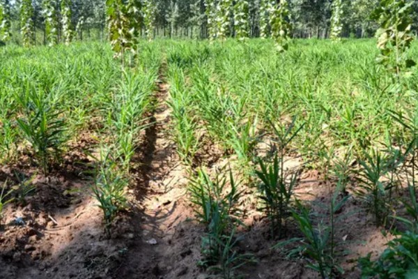 姜发芽了能种植吗，可以种植