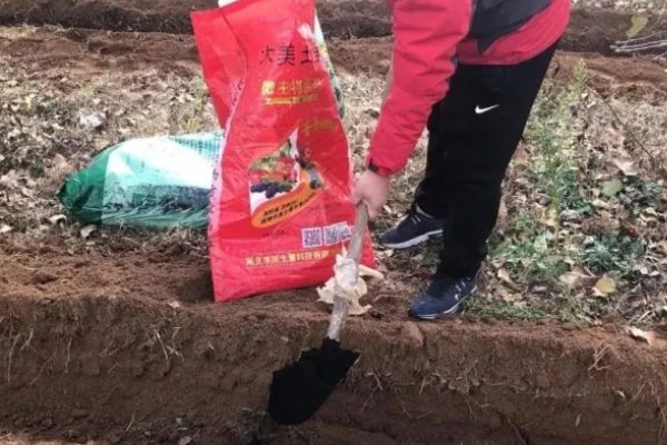 姜发芽了能种植吗，可以种植