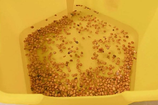 弹簧草的播种方法，用清水和赤霉素溶液浸泡后再播入土壤中