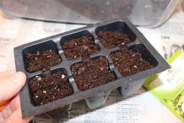 弹簧草的播种方法，用清水和赤霉素溶液浸泡后再播入土壤中