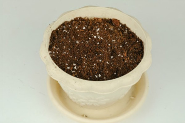 弹簧草的播种方法，用清水和赤霉素溶液浸泡后再播入土壤中