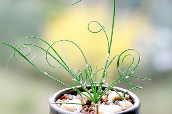 弹簧草的播种方法，用清水和赤霉素溶液浸泡后再播入土壤中