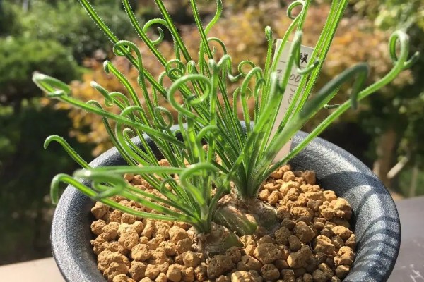 弹簧草的播种方法，用清水和赤霉素溶液浸泡后再播入土壤中