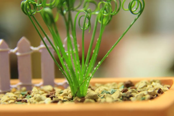 弹簧草的播种方法，用清水和赤霉素溶液浸泡后再播入土壤中