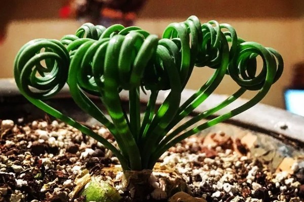 弹簧草的播种方法，用清水和赤霉素溶液浸泡后再播入土壤中