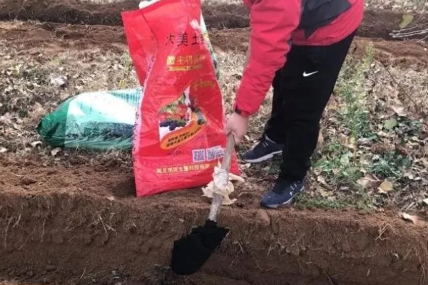 金钱草的播种方法，在苗床上面撒播并覆盖过筛细土