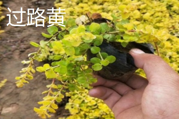 金钱草的播种方法，在苗床上面撒播并覆盖过筛细土