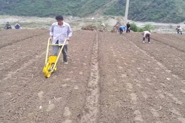 金钱草的播种方法，在苗床上面撒播并覆盖过筛细土