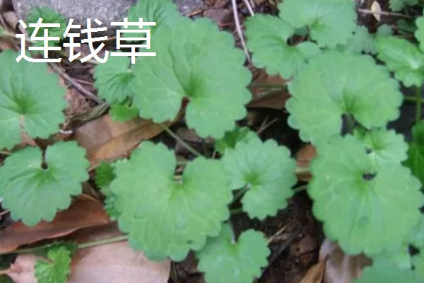 金钱草的播种方法，在苗床上面撒播并覆盖过筛细土