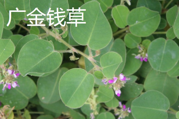 金钱草的播种方法，在苗床上面撒播并覆盖过筛细土