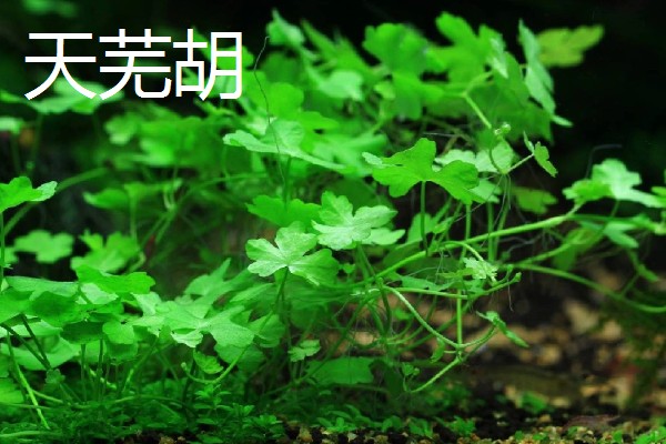 金钱草的播种方法，在苗床上面撒播并覆盖过筛细土