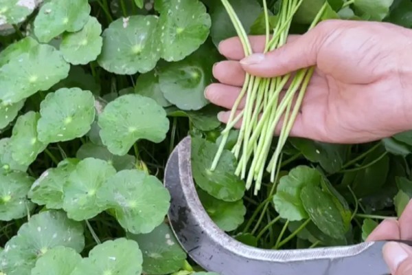 金钱草的播种方法，在苗床上面撒播并覆盖过筛细土