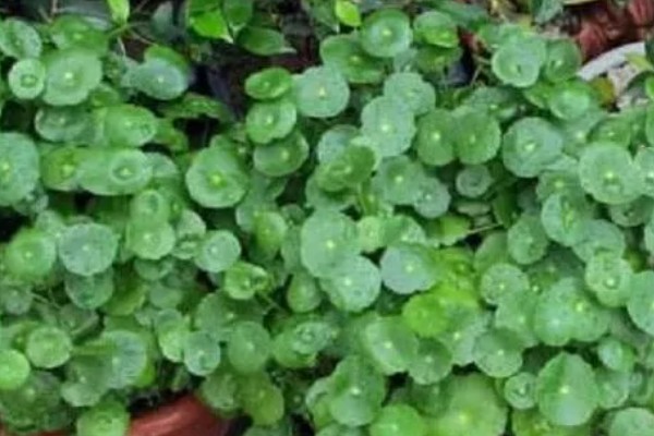 金钱草的播种方法，在苗床上面撒播并覆盖过筛细土