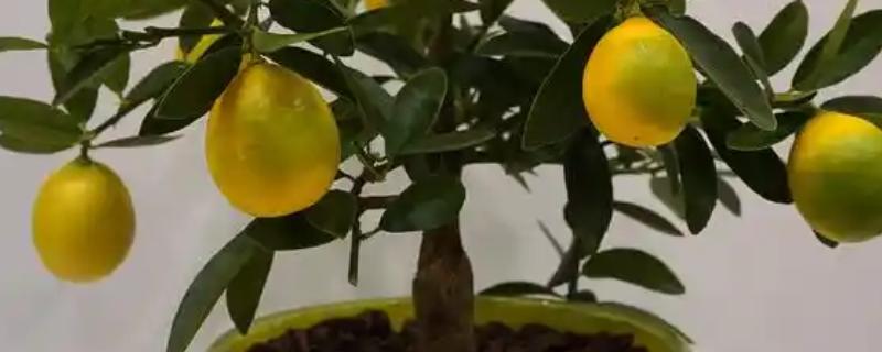 柠檬树冬天会落叶吗，叶子非常难脱落