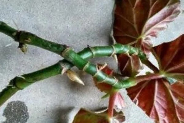 让竹节海棠快速生根的方法，水培扦插经过半个月左右就能生根