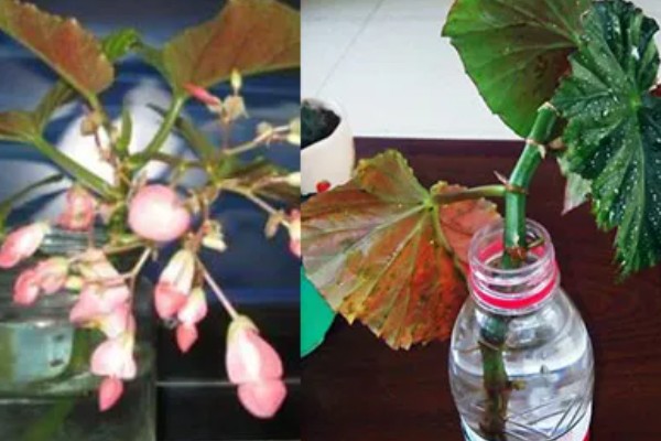 让竹节海棠快速生根的方法，水培扦插经过半个月左右就能生根