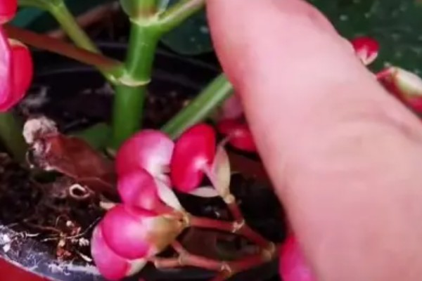 让竹节海棠快速生根的方法，水培扦插经过半个月左右就能生根