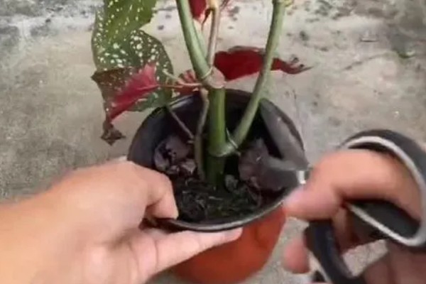 让竹节海棠快速生根的方法，水培扦插经过半个月左右就能生根