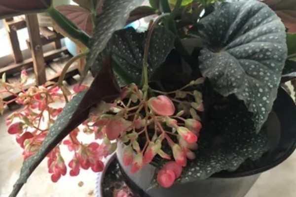 让竹节海棠快速生根的方法，水培扦插经过半个月左右就能生根