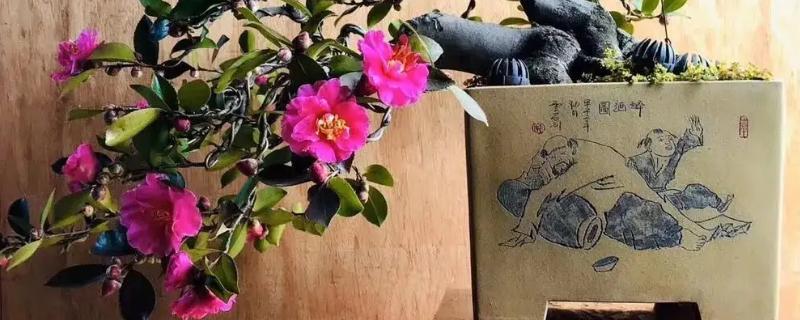 茶花落叶的原因，可能是浇水不足所致