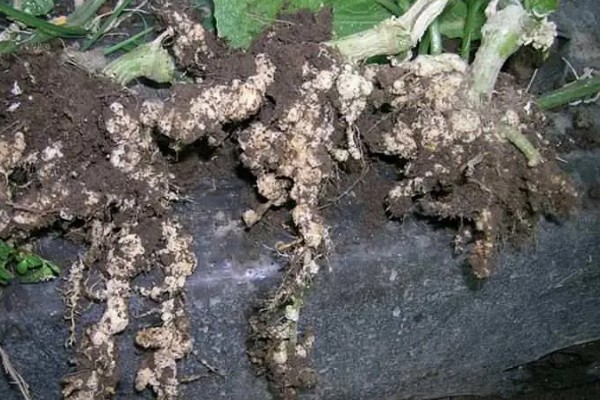 南瓜根结线虫的防治方法，点火烧田可以灭杀虫卵和幼虫