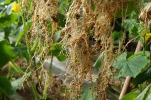 南瓜根结线虫的防治方法，点火烧田可以灭杀虫卵和幼虫