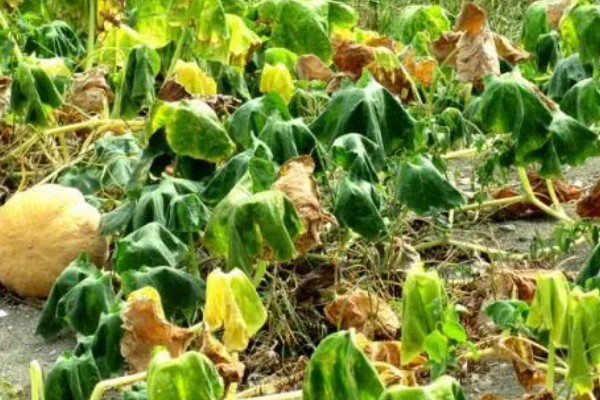南瓜根结线虫的防治方法，点火烧田可以灭杀虫卵和幼虫