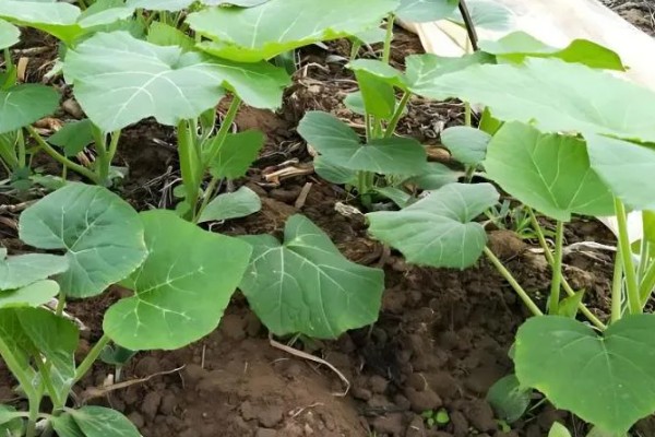 南瓜根结线虫的防治方法，点火烧田可以灭杀虫卵和幼虫