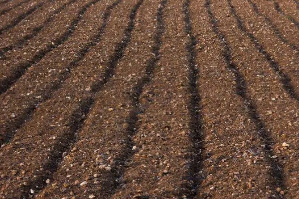 南瓜根结线虫的防治方法，点火烧田可以灭杀虫卵和幼虫