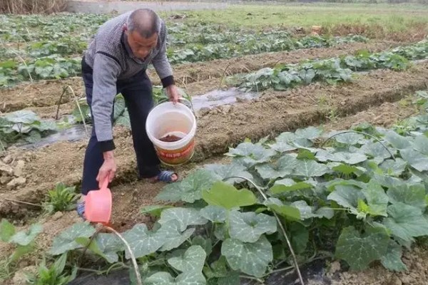 南瓜根结线虫的防治方法，点火烧田可以灭杀虫卵和幼虫