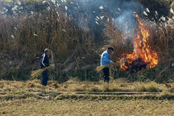 南瓜根结线虫的防治方法，点火烧田可以灭杀虫卵和幼虫