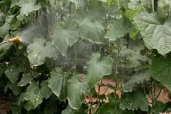 南瓜根结线虫的防治方法，点火烧田可以灭杀虫卵和幼虫