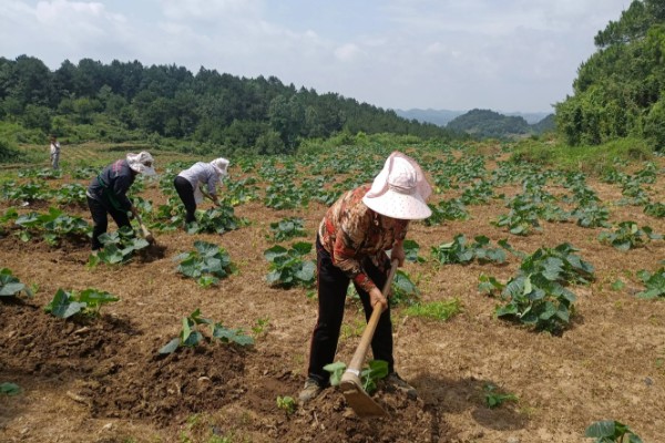 南瓜根结线虫的防治方法，点火烧田可以灭杀虫卵和幼虫