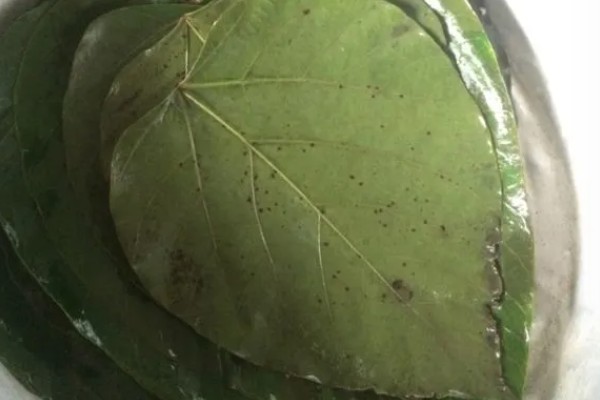 南瓜根结线虫的防治方法，点火烧田可以灭杀虫卵和幼虫