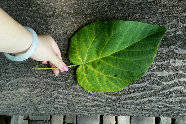 南瓜根结线虫的防治方法，点火烧田可以灭杀虫卵和幼虫