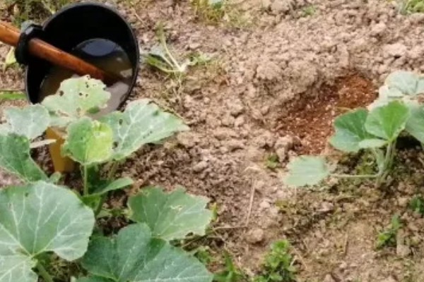 南瓜根结线虫的防治方法，点火烧田可以灭杀虫卵和幼虫