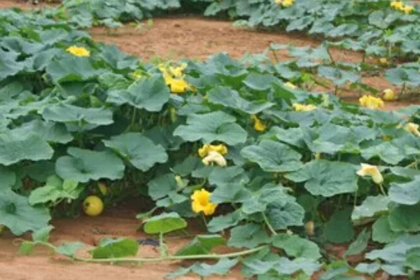 南瓜根结线虫的防治方法，点火烧田可以灭杀虫卵和幼虫