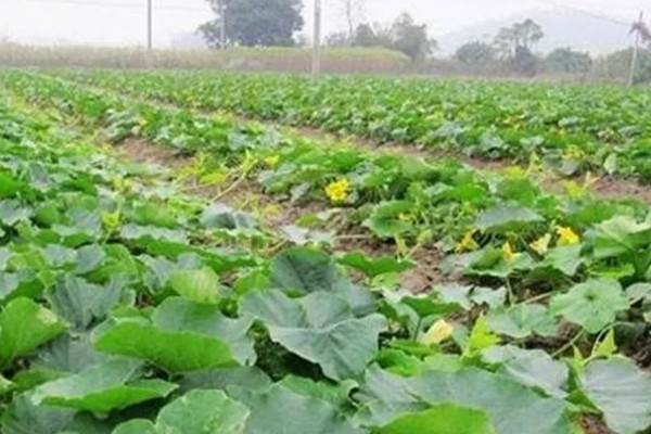 南瓜根结线虫的防治方法，点火烧田可以灭杀虫卵和幼虫