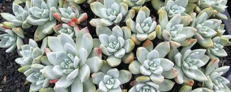 为什么苹果仙女杯那么贵，因为其成活率非常低