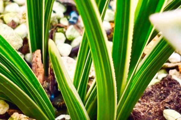 金边兰花如何养护,让土壤处于微湿状态