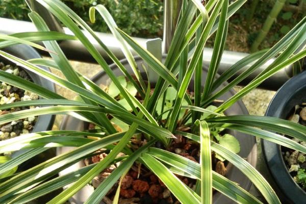 金边兰花如何养护,让土壤处于微湿状态