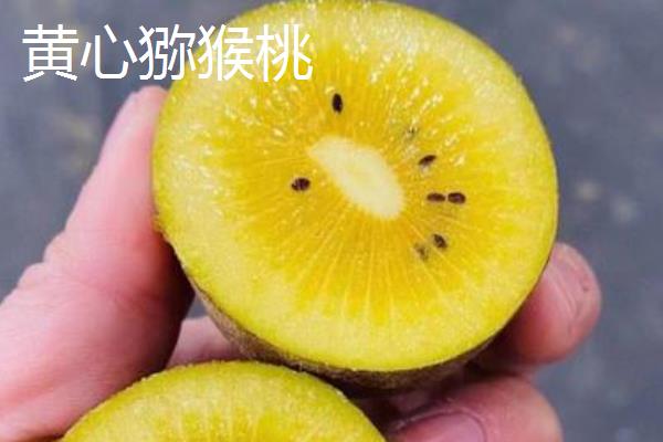 绿心、红心、黄心猕猴桃的区别，外观特征以及口感有所不同