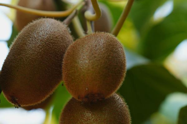 绿心、红心、黄心猕猴桃的区别，外观特征以及口感有所不同